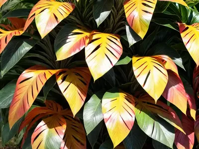 Croton (Codiaeum Variegatum)
