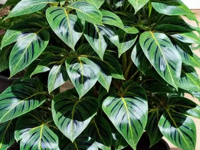 Croton (Codiaeum Variegatum Var. Pictum)