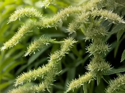 Crown Beard (Verbesina Helianthoides)