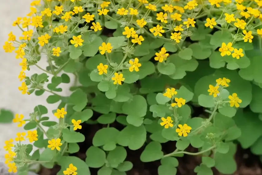 Crown medick (medicago coronata) — photo 2