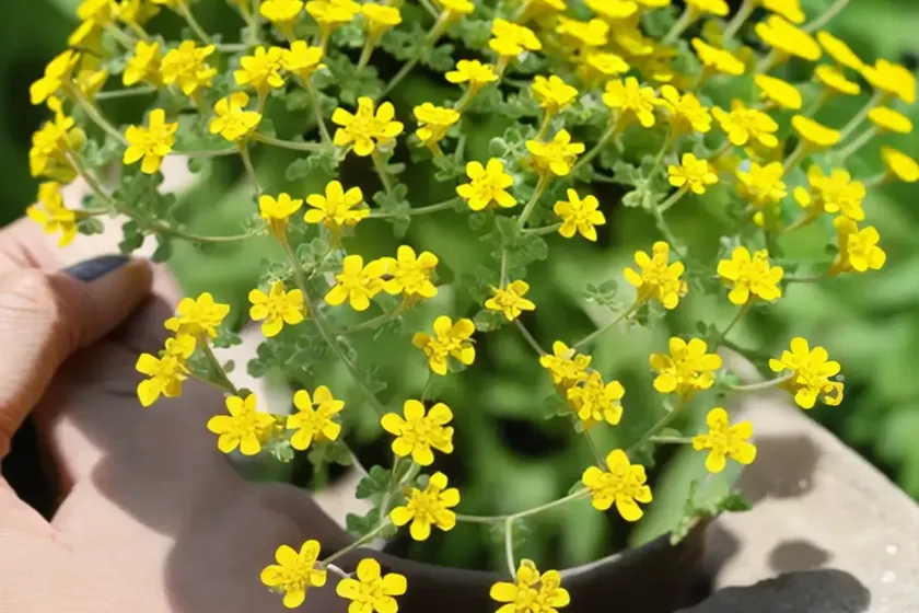 Crown medick (medicago coronata) — photo 3