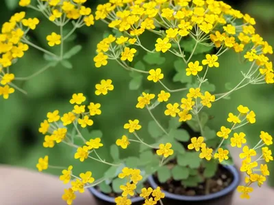 Crown Medick (Medicago Coronata)