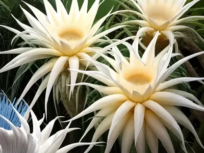 Cryptocereus Anthonyanus (Selenicereus Anthonyanus)