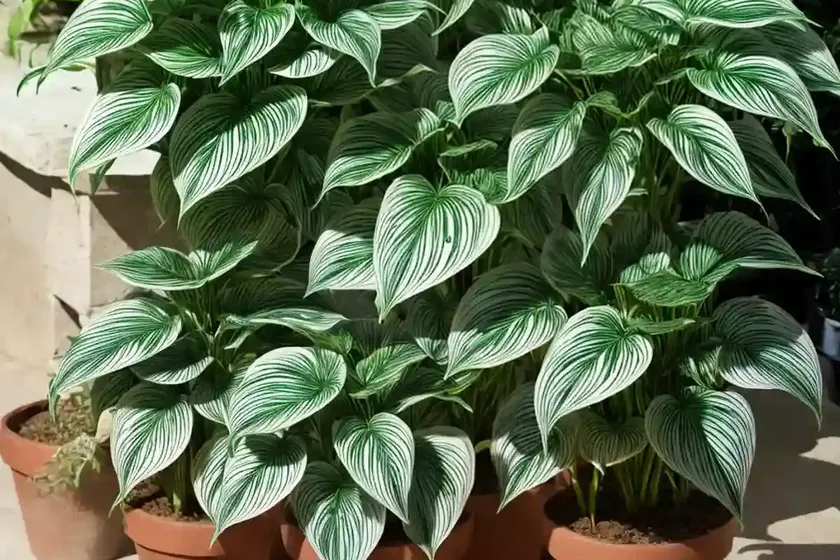 Ctenanthe burle-marxii (fishbone prayer plant) — photo 2