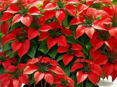 Ctenanthe (Ctenanthe Lubbersiana)