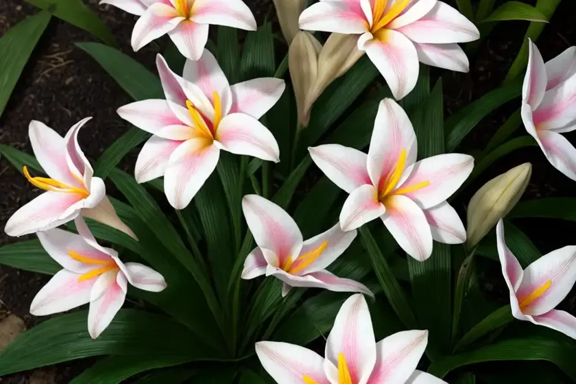 Cuban zephyrlily (zephyranthes rosea) — photo 2
