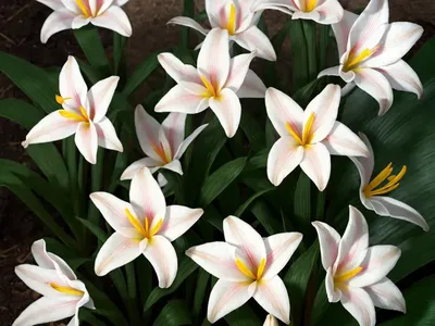 Cuban Zephyrlily (Zephyranthes Rosea)
