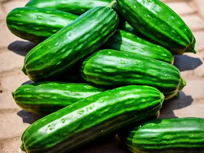 Cucumber (Cucumis Sativus)