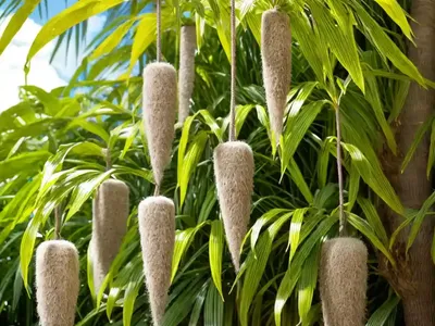 Cuitlauzina Pendula (Cuitlauzina Pendula)