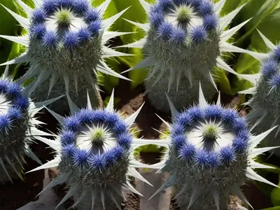 Culantro (Eryngium Foetidum)