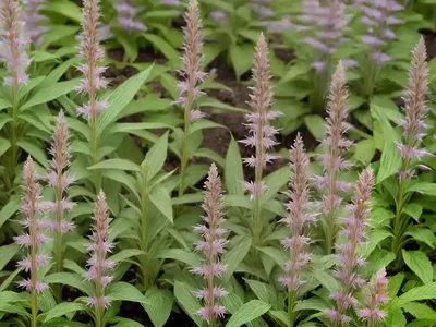 Culver’s Root (Veronicastrum Virginicum ‘Spring Dew’)