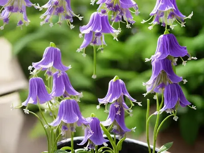 Cup-and-saucer (Campanula Medium)