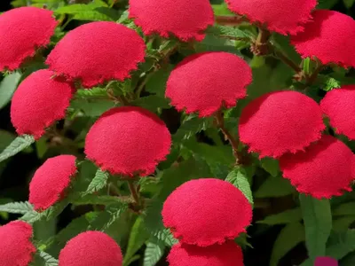 Cuphea (Cuphea VERMILLIONAIRE)