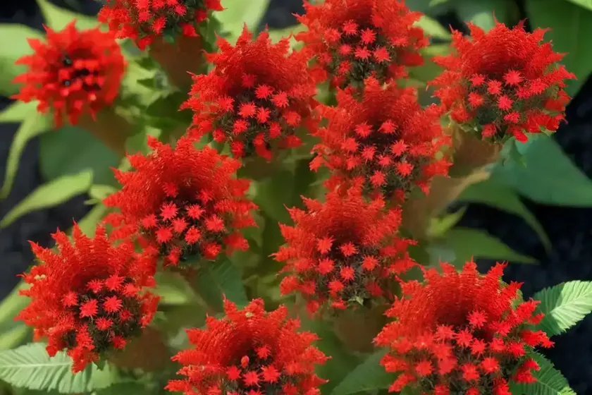 Cuphea ‘david verity’ (large firecracker plant) — photo 3