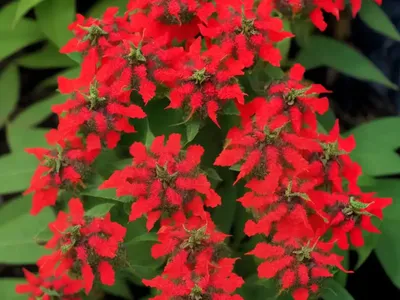Cuphea ‘David Verity’ (Large Firecracker Plant)