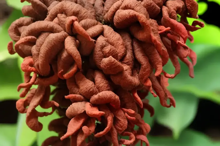 Cuphea ignea (cigar flower) — photo 2