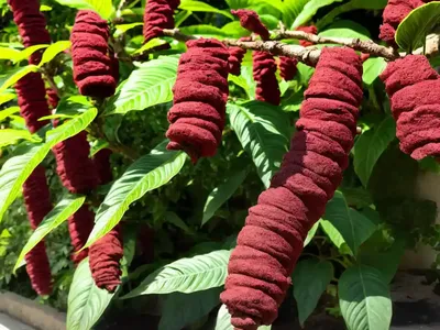 Cuphea Ignea (Cigar Flower)