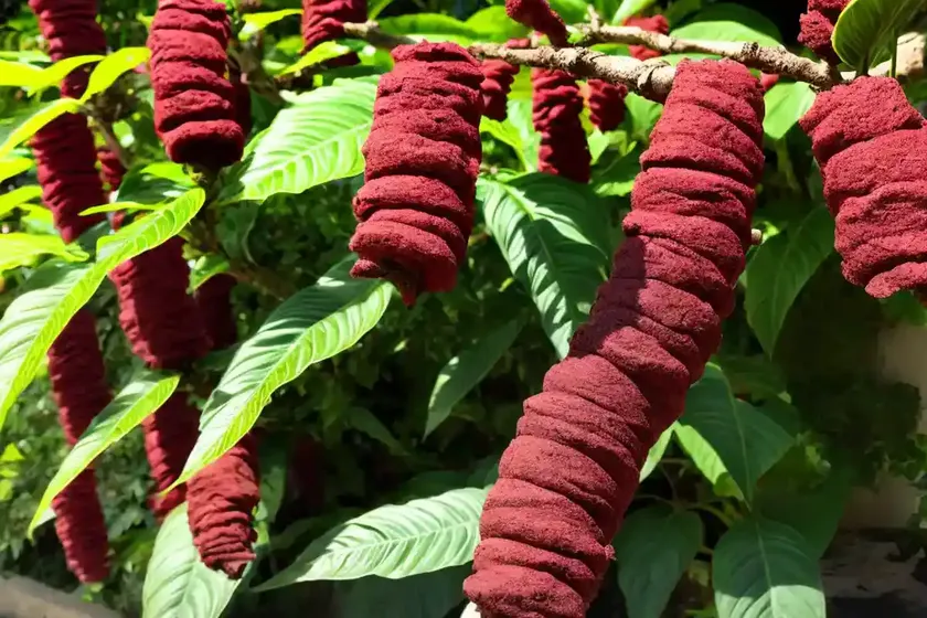 Cuphea ignea (cigar flower)