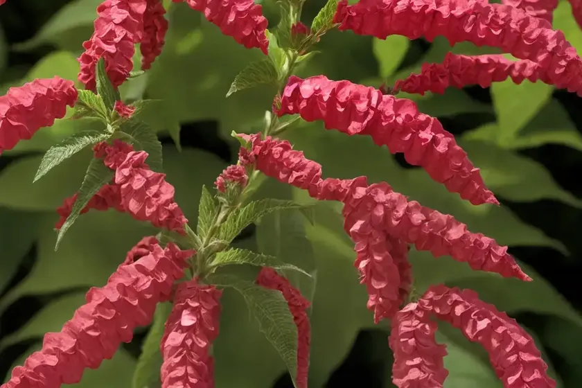 Cuphea ‘starfire pink’ (cigar plant) — photo 2