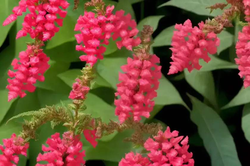 Cuphea ‘starfire pink’ (cigar plant) — photo 3