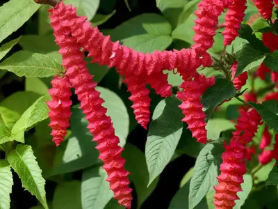 Cuphea ‘Starfire Pink’ (Cigar Plant)