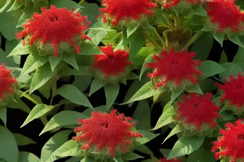 Cuphea ‘Vermillionaire’ (Large Firecracker Plant) — photo 2