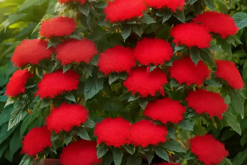Cuphea ‘Vermillionaire’ (Large Firecracker Plant) — photo 3