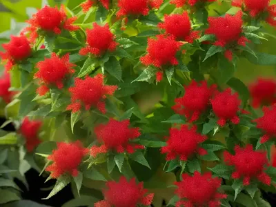 Cuphea ‘Vermillionaire’ (Large Firecracker Plant)