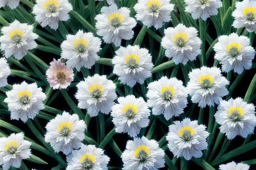 Cupid’s-dart (catananche caerulea) — photo 3