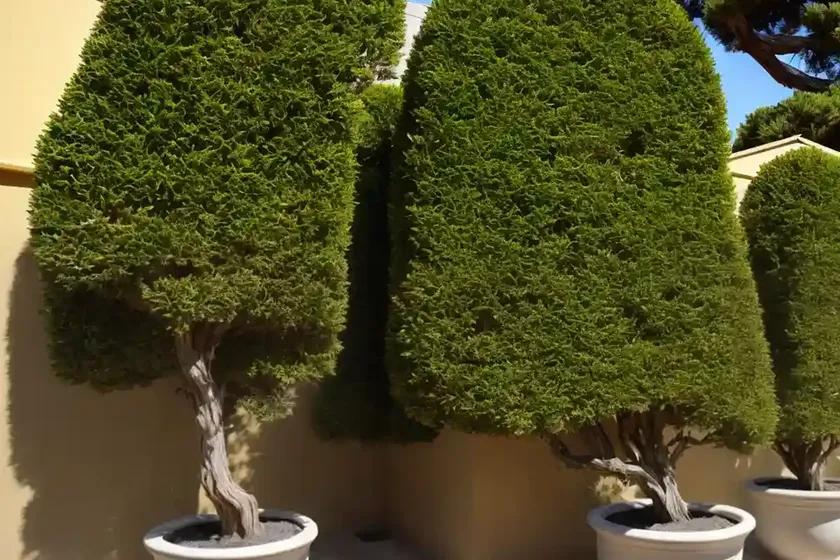 Cupressus macrocarpa ‘goldcrest’ (monterey cypress) — photo 2