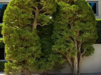Cupressus Macrocarpa ‘Goldcrest’ (Monterey Cypress)