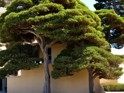Cupressus Macrocarpa (Monterey Cypress)