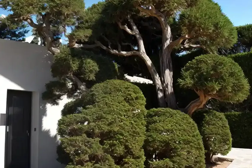 Cupressus macrocarpa ‘wilma’ (monterey cypress) — photo 2