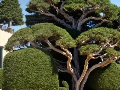 Cupressus Macrocarpa ‘Wilma’ (Monterey Cypress)