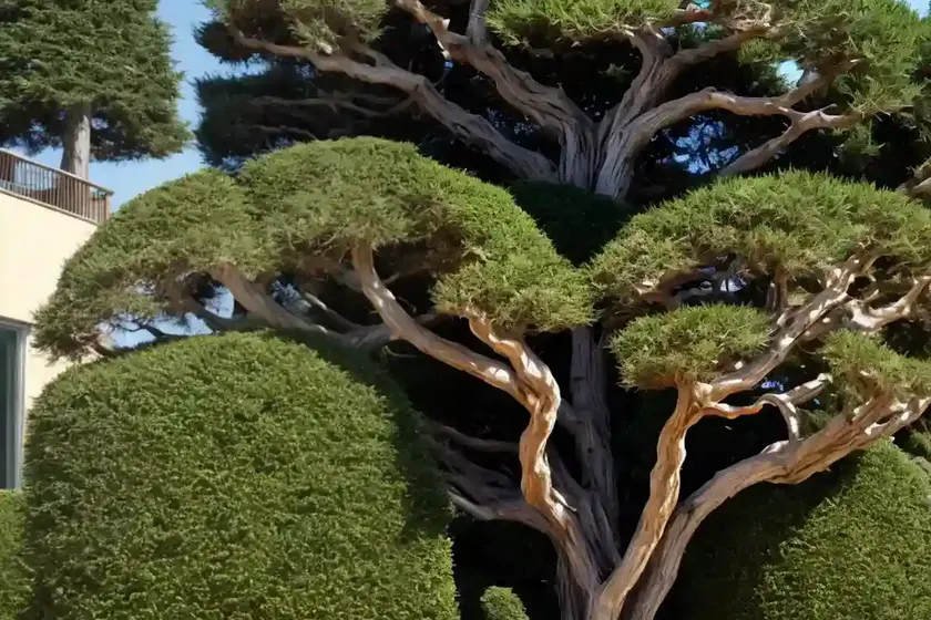 Cupressus macrocarpa ‘wilma’ (monterey cypress)