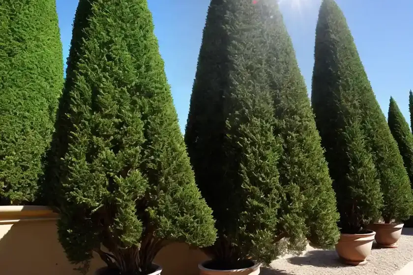 Cupressus sempervirens (italian cypress) — photo 2