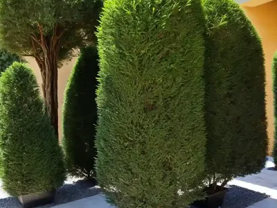Cupressus Sempervirens (Italian Cypress)