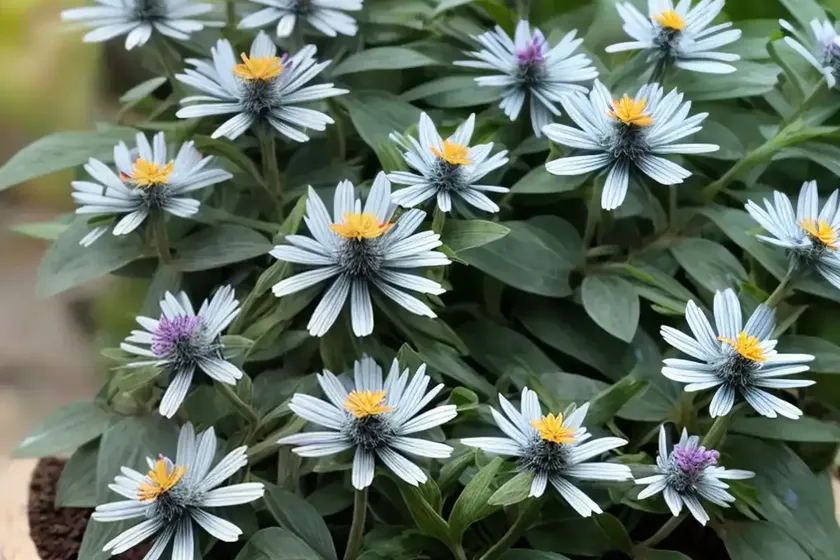 Curio mount everest (senecio curio mount everest) — photo 2