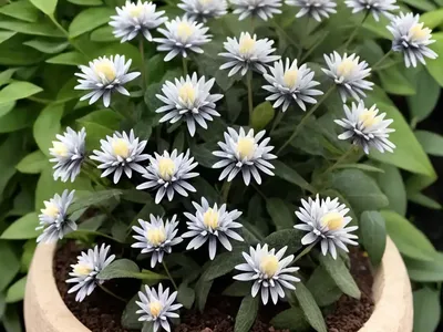 Curio Mount Everest (Senecio Curio Mount Everest)
