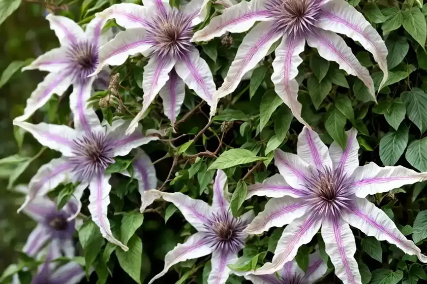 Curly head (clematis ochroleuca) — photo 2