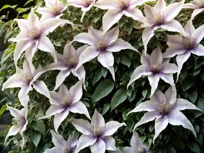 Curly Head (Clematis Ochroleuca)