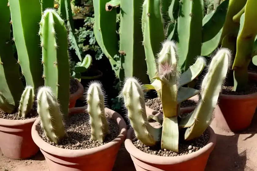 Curly locks cactus (epiphyllum gatemalense monstruosa cactus.) — photo 2