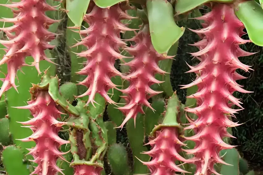 Curly locks cactus (epiphyllum gatemalense monstruosa cactus.)