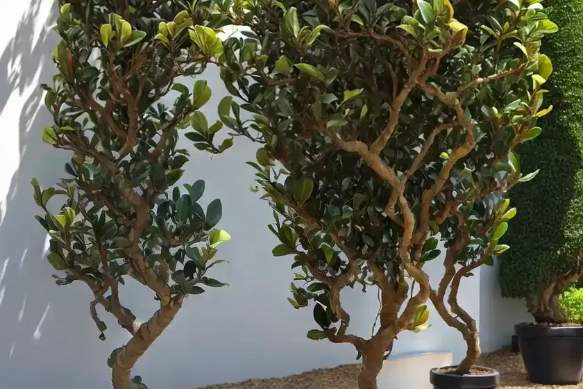 Curly weeping fig (ficus benjamina ‘pandora’) — photo 2