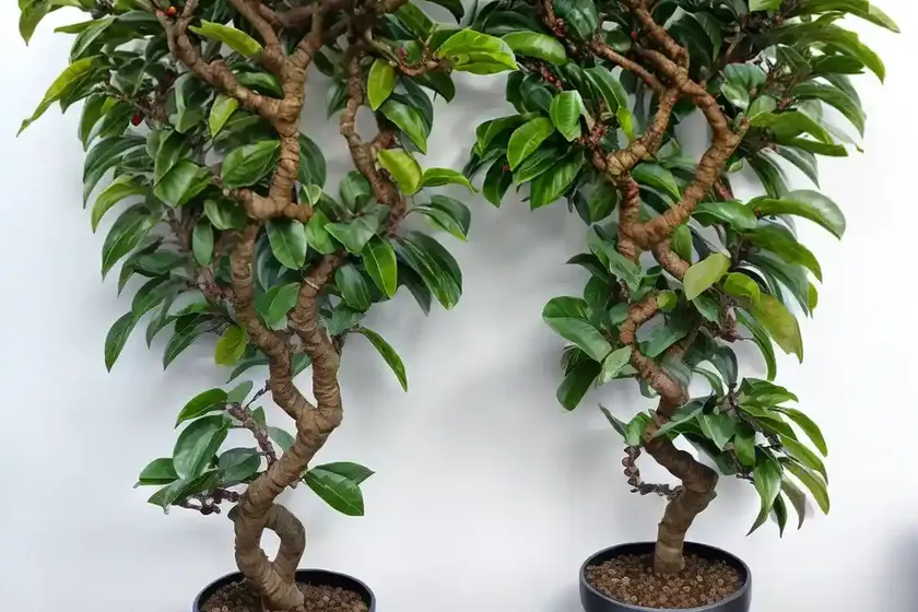 Curly weeping fig (ficus benjamina ‘pandora’) — photo 3