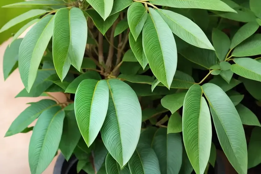 Curry leaf (murraya koenigii) — photo 2