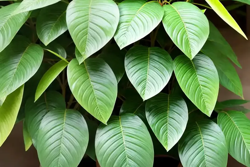 Curry leaf (murraya koenigii)
