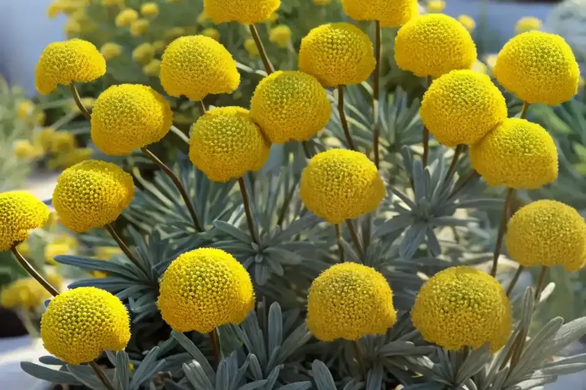 Curry plant (helichrysum italicum) — photo 2