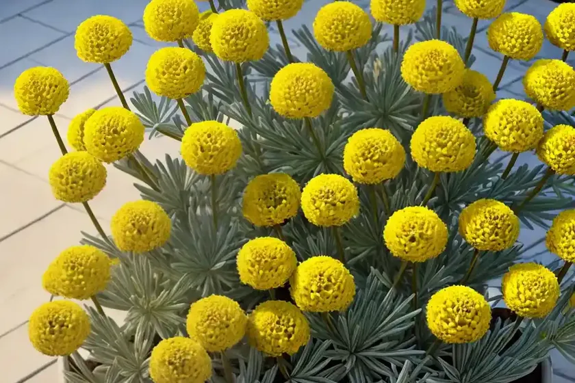 Curry plant (helichrysum italicum) — photo 3