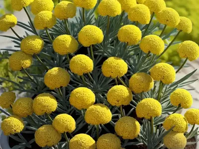 Curry Plant (Helichrysum Italicum)